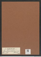 Pseudauliscus spinosus (Christ) Rattr. (de-Toni-Nr.: Genus 172, Species 4415) Zeichnungen Sammlung Grunow Mappe 04355 (Herbarium_W_Grunow_drawings_Folder_04355)